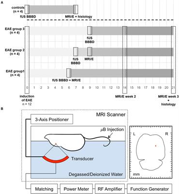 Targeted Blood Brain Barrier Opening With Focused Ultrasound Induces Focal Macrophage/Microglial Activation in Experimental Autoimmune Encephalomyelitis